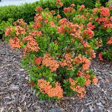 Image result for Ixora praetermissa