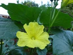 Growing Gourds Ridge Gourd Bitter Gourd And Snake Gourd 14 Steps With Pictures Instructables #padavalamvsshoolamkudi#uppummulakum #keshu#balu#arjyou#rehanafathima#carimminati #garena #india #pakistain#corona#lockdown#uppummulakum#flower. growing gourds ridge gourd bitter