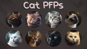 Cat PFP Cat Aesthetic PFPs for Discord, TikTok, Facebook, IG