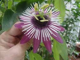 Also, they are flooded with love. Passion Fruit An Organic Cure For Cancer Philippine Observers