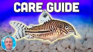 Cory Catfish Care Guide Aquarium Co Op Cory Catfish Freshwater Aquarium Fish Aquarium Fish