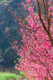 595 wallpapers and 1157 scans. Cherry Blossom And Sakura Wallpaper Stock Photo Picture And Royalty Free Image Image 117178906