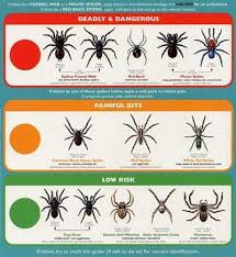 But what do spiders eat? Spiders Spider Identification Types Of Spiders Anatomy Life Cycle Do My Own Pest Con Types Of Spiders Spider Identification Spider Identification Chart