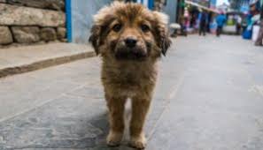 Wir suchen ein neues zuhause auch wenn es mal keine tiervermittlung in der sendung gibt: Vor Dem Hundekauf Hundeschule Bochum Bellt