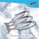 Image result for Cordyla