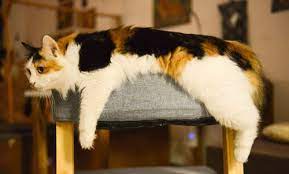 Male Calico Cats Aren T Just Rare