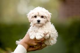 Tips to save money with maltipoos for sale in texas offer. Maltipoo Dog Breed Information Characteristics Daily Paws