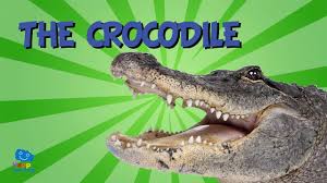Bird Cleaning Crocodile Teeth Youtube The Crocodile Educational Video For Kids Youtube