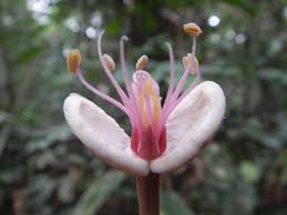 Image result for Julbernardia paniculata