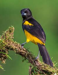 About 20% of the examples prickly pear (genus opuntia) cactus is now found in many deserts of the old world and australia. Black Cowled Oriole Icterus Prosthemelas Beautiful Birds Bird Black Bird