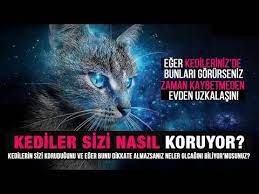 eger kedileriniz de bunlari gorurseniz zaman kaybetmeden o evden uzaklasin kedilere verilen sir youtube kedi tarih alintilar