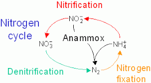Nitrogen Cycle Definition Steps Importance And Solved Example