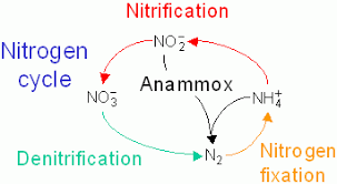 nitrogen cycle definition steps importance and solved example