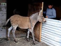 Ohhh…itu namanya ngembik (kawin, kentu, ngesex). Zonkey Kacukan Kuda Belang Keldai Dilahirkan Dunia Mstar