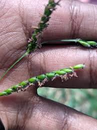 Image result for Panicum heterostachyum