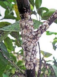 Check spelling or type a new query. Scale Insects Wisconsin Horticulture
