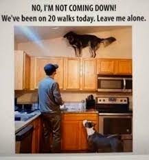 These Hilarious Memes Describe Our Pets Coronavirus Quarantine Film Daily