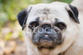 Tattoo & piercing in rottweil. Little Fat Pug Stock Photos Freeimages Com