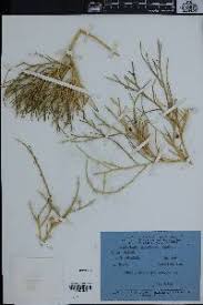 Image result for Crotalaria argyrolobioides