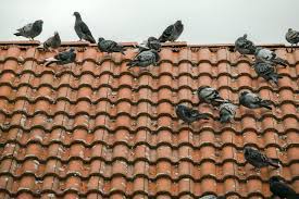 The easiest way to keep pigeons away is to scare them, which can be done in a variety of ways. How To Get Rid Of Pigeons From Your Roof And Keep Them Away Pest Defence