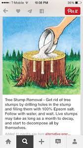 How do i kill a tree stump near a lake or creek? How To Kill A Tree Stump Arxiusarquitectura
