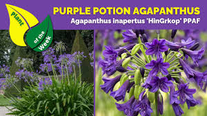 Image result for Agapanthus inapertus