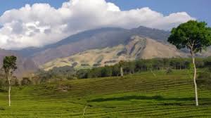 Kumpulan pabrik di mojokerto diluar kawasan ngoro industrial park (part 1) mp3 duration 6:02 size 13.81 mb / bagus ariyanto 6. Bukit Kuneer Wonosari Wisata Kebun Teh Di Lereng Gunung Arjuno Pt Perkebunan Nusantara Xii