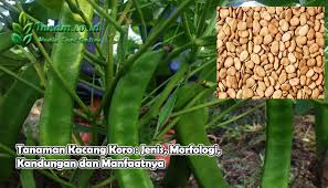 Kacang koro ini bisa digunakan sebagai salah satu alternatif pengganti kedelai dalam pembuatan tahu dan tempe, karena gizinya yang hampir sama. Tanaman Kacang Koro Jenis Morfologi Kandungan Dan Manfaatnya