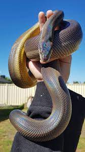 Liasis Fuscus Cute Snake Pretty Snakes Reptile Snakes