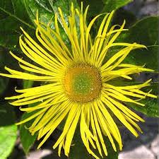 Image result for Inula mannii