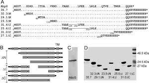 Proteins that catalyze (accelerate) chemical reactions, for example, have. Oligomerization Membrane Anchoring And Cellulose Binding Characteristics Of Abps A Receptor Like Streptomyces Protein Journal Of Biological Chemistry