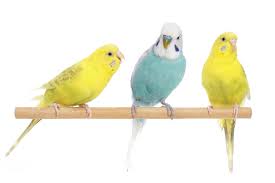 Highlands bird & pet clinic is now pacific heights veterinary hospital! Exotic Animal Services Appleton Wi Chiropractor