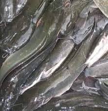 The word is cognate to syrup in english. Ikan Keli Segar Pemborong Kuantan 15 Photos Grocery Store 2 Jalan Gambang 25150 Kuantan Pahang Malaysia