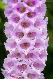 The active ingredient in the drug is digitalis is a derivative of the plant digitalis purpurea, or purple foxglove. Samen Fingerhut Gloxiniaeflora Digitalis Purpurea Jetzt Hier Bestellen