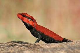 A Book Of Rather Strange Animals On Twitter Colorful Lizards Lizard Species Lizard