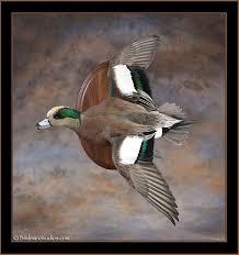New Mounts Gallery 1 Waterfowl Taxidermy Taxidermy Bird Taxidermy