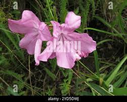 Image result for Cycnium