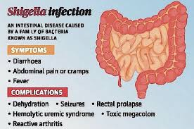 Image result for Shigella