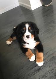 24 Schonsten Berner Sennenhunde Und Welpen Fur Den Schonen Tag Animalphotography Berner Den Fur 2020 Ev Kopekleri Sevimli Kopek Yavrulari Bebek Kopekler