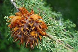 Cedar trees (cedrus spp.) grow in u.s. What Is Cedar Apple Rust What Does It Look Like Tree Services