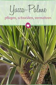 Pin Auf Pflanzen Tipps Zum Kauf Und Zur Pflege Von Zimmerpflanzen Schnittblumen Co
