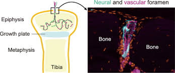 We did not find results for: Innervation Of The Tibial Epiphysis Through The Intercondylar Foramen Sciencedirect