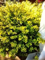 Now the range of flowering shrubs to create hedges is rich and diverse. Japanese Holly Ilex Crenata Golden Gem Plants For Small Gardens Traditional Landscape Small Gardens