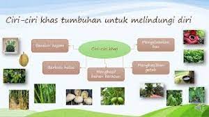 Learn vocabulary, terms and more with flashcards, games and other study tools. Sains Tahun 5 Bab Proses Hidup Tumbuhan Part 1 Youtube