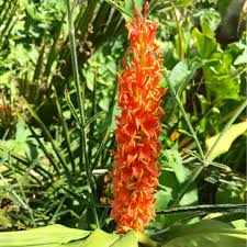 Check spelling or type a new query. Hedychium Densiflorum Assam Orange Ginger Lily Assam Orange In Gardentags Plant Encyclopedia