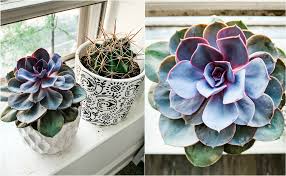 How to grow and care for a star cactus. Best Care Tips For Cactus Succulent Plants To Be Bright