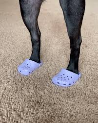 We did not find results for: So Crocs For Dogs Are Now A Thing Delightless