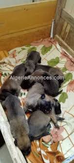 Seniausios tradicijos ir patirtis pabaltyje! Malinois Animaux