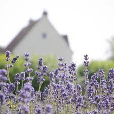 L A V E N D E R F I E L D S Naturehippys Nature Brilliance Nature Perfection Heart Imprint Lavender Fields Photography Lavender Cottage Lavender Plant