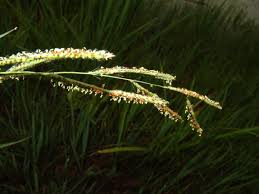 Image result for Panicum pilgerianum